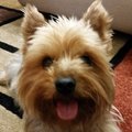 InFuzion Z. Avatar