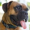 Review of All City Animal Trapping Review of All City Animal Trapping